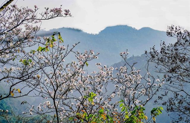 Ban Blossom Festival 2026 blooms early in Điện Biên