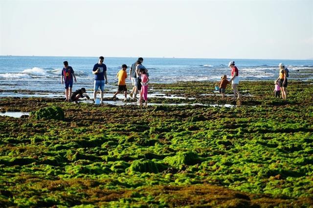 Emerald tides: discovering the seaweed fields of Phước Dinh