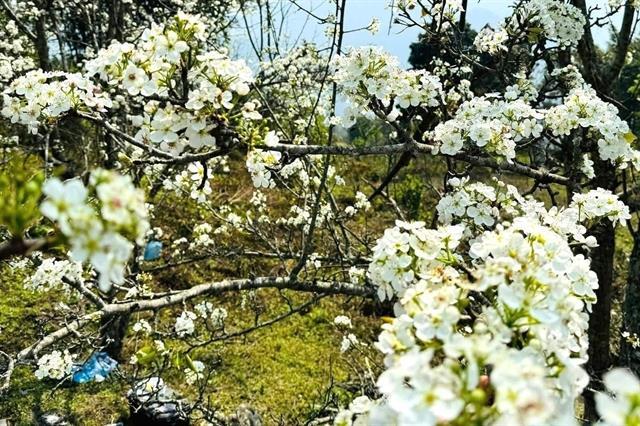 Visiting Hồng Thái when pear trees turn the hills white