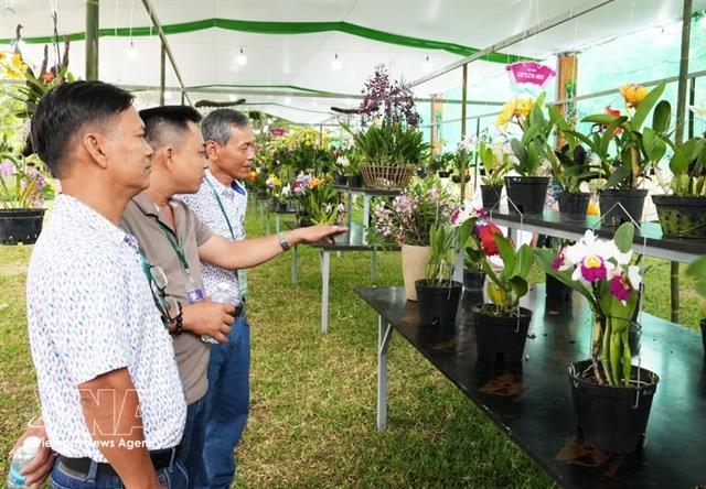Huế Festival 2026 features major orchid, bonsai, stone art exhibition

