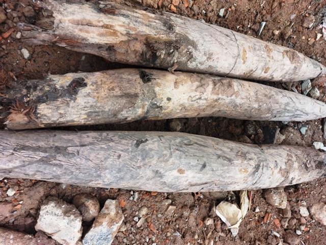 Wooden piles found in Ninh Bình considered military structure from Trần Dynasty.

