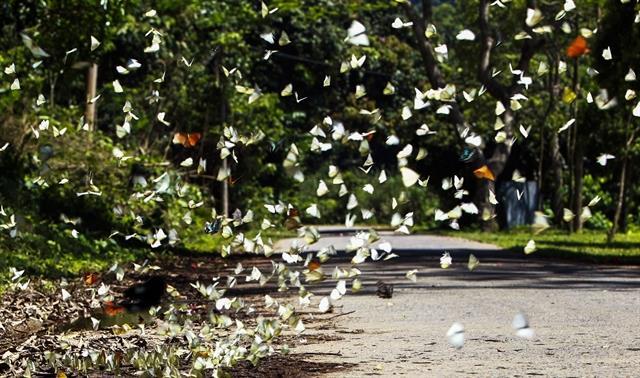 Butterfly season transforms Cúc Phương into a living wonderland