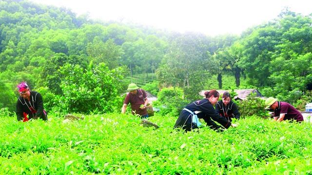 Thái Nguyên hikers experience pristine forests with ancient tea trees