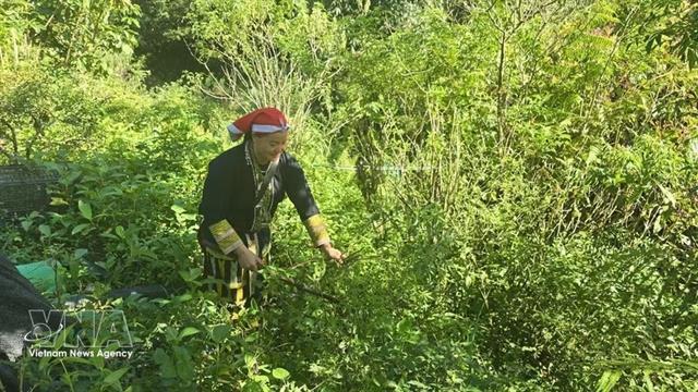 Lào Cai preserves cultural heritage, creating sustainable livelihoods from traditional crafts

