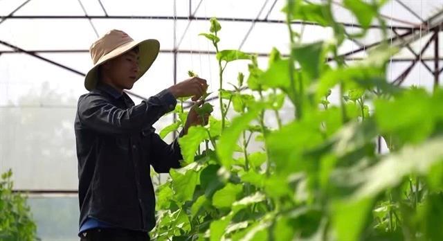 Young entrepreneur inspires start-ups through high-tech farming model