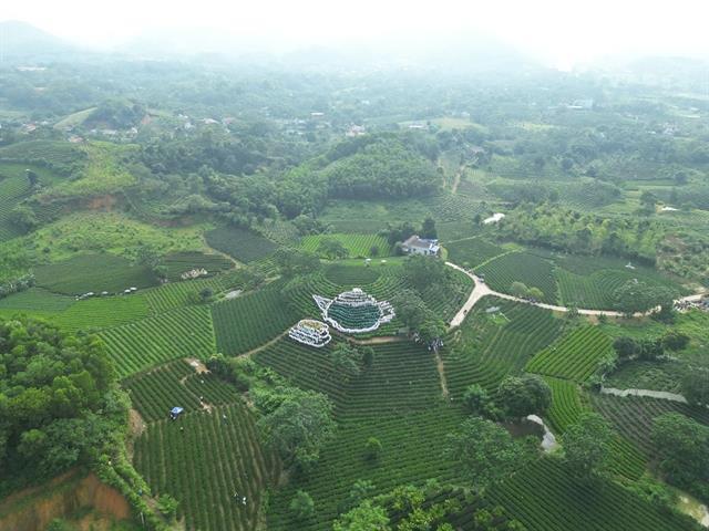 Thái Nguyên to organise many activities to honour tea brands at international festival