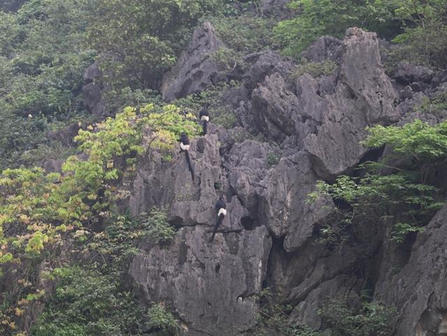 Ninh Bình a home for endangered Delacours langur