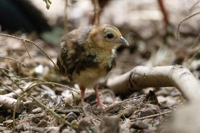 Vietnamese pheasants successfully hatched at Belgian zoo