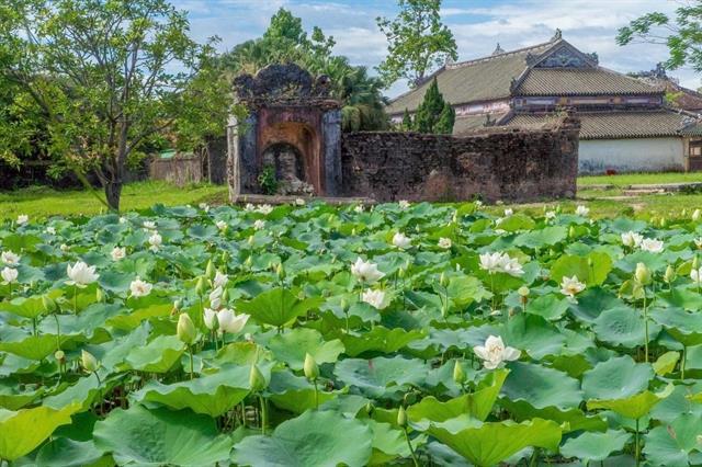 Lotus Festival lights up Huếs summer