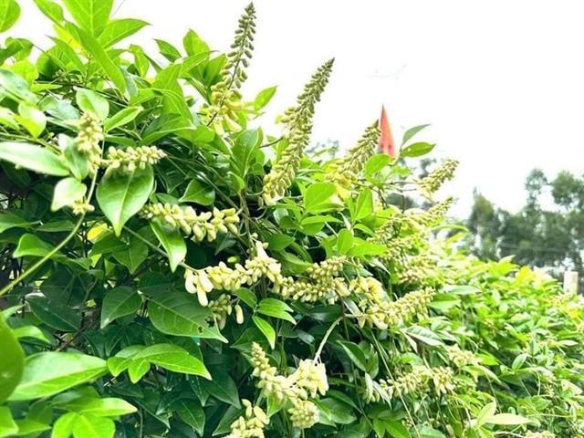 Dành Mountain ginseng, a precious medicinal herb and delicious dish