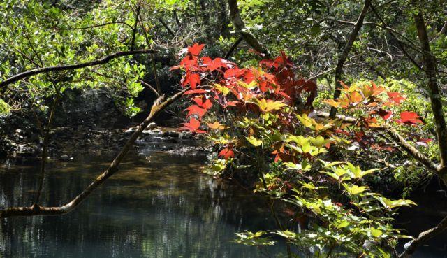 Bạch Mã National Park offers haven for rare species