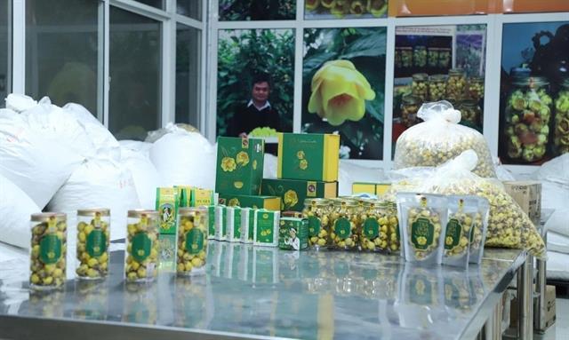 Innovation awakens value of rare Cúc Phương yellow camellias