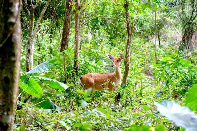 National park to release deer to restore wild populations