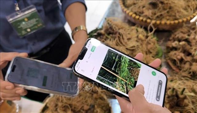 Digital journey gives Ngọc Linh ginseng a premium edge