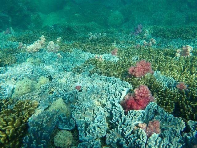 Seagrass conservation creates multi-sector benefits