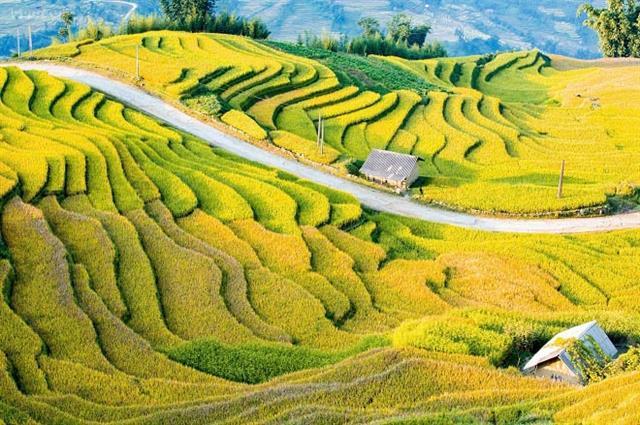 Y Tý Autumn Festival to showcase highland culture and golden rice fields