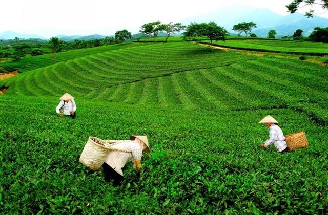 Thái Nguyêns tea culture proposed as national intangible heritage