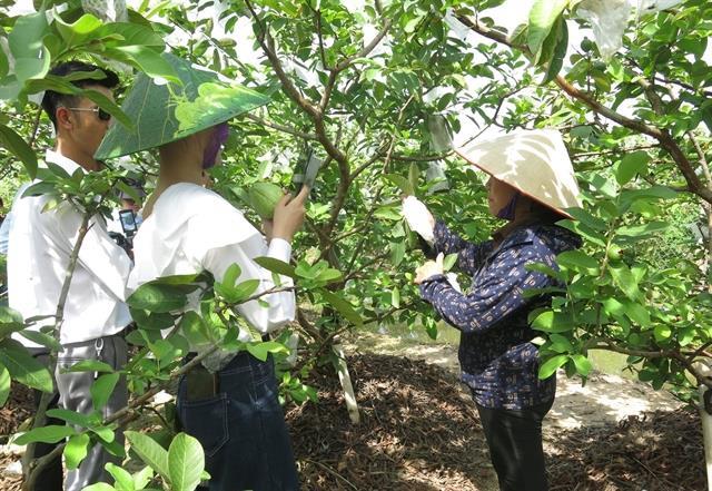 Digital tools bring new life to guava orchards in Hải Phòng