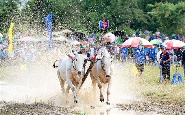 Ox jockeys in Bảy Núi preserve Khmer traditional culture