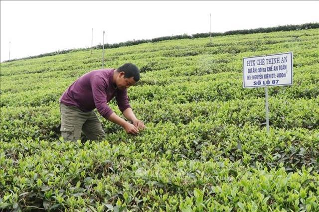 Digital tools bring traceability to Thái Nguyên tea