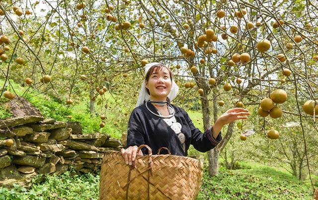 Hồng Thái invites visitors to enjoy pear harvest festival