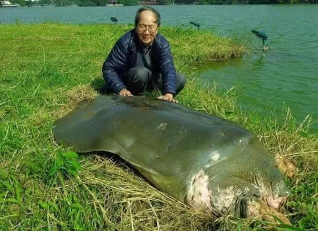 Vietnamese turtle specialist passes away, aged 86