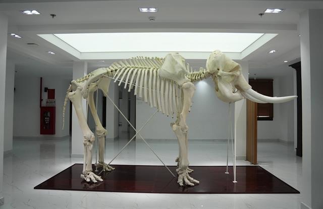 Đà Lạt biological museums spark interest in nature