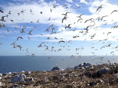 Côn Đảos seabird sanctuary island sets new record
